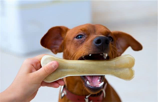 养狗新手必了解，幼犬到家后应该怎么喂食？需要注意这几个问题