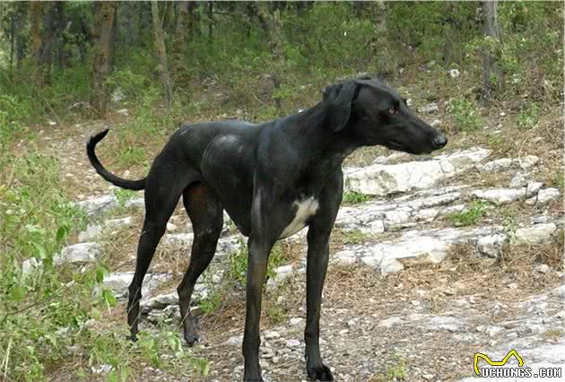 中国本土的古老猎犬，你知道多少呢？