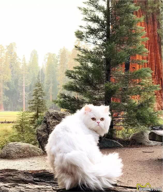 27岁金发女孩和她的波斯猫环游世界，画风好美