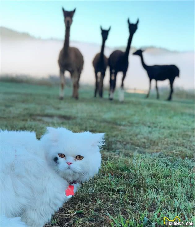 27岁金发女孩和她的波斯猫环游世界，画风好美