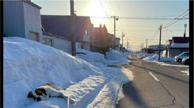 狗狗每次出门散步前，都要躺在雪地里一会再走，狗：让我冷静冷静