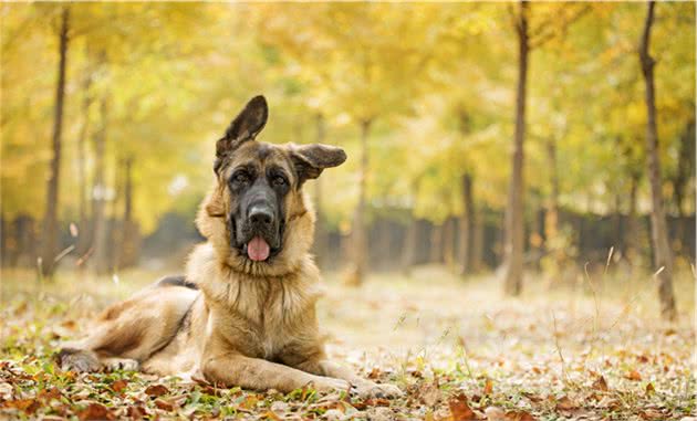 同为警界佼佼者的马犬和德牧，两者之中谁更优秀？