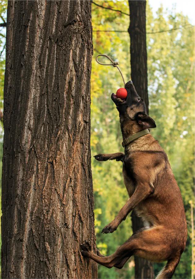 同为警界佼佼者的马犬和德牧，两者之中谁更优秀？