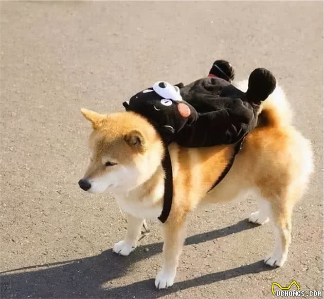 狗狗“背叛”你的5个信号,一旦出现,连你也咬