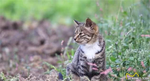 中国狸花猫既是猫界兵王，又是国际认证的纯种猫，值得国人珍惜