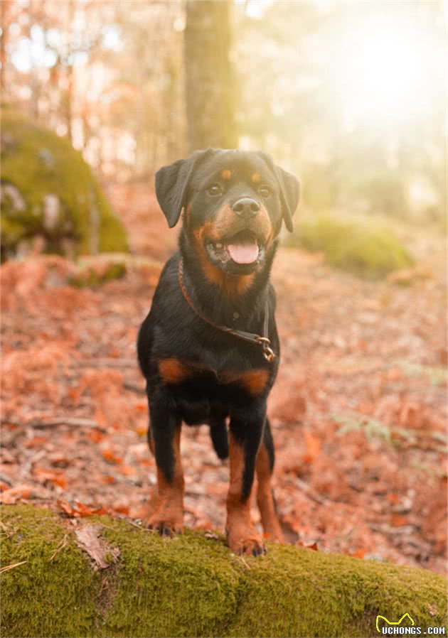 养过罗威纳的人，几乎都不想再养其他犬种了