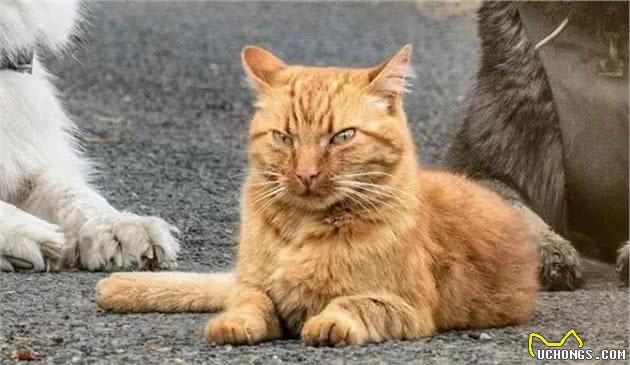 流浪猫被救助后，新家的狗狗对它视如己出，于是一只小狗诞生了