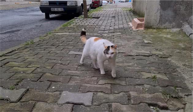 漂亮三花猫，初见面就被人收养，尾巴有特点，却“苦了”狸花猫