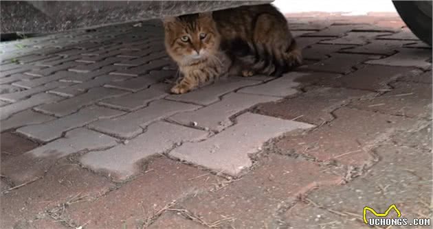 漂亮三花猫，初见面就被人收养，尾巴有特点，却“苦了”狸花猫