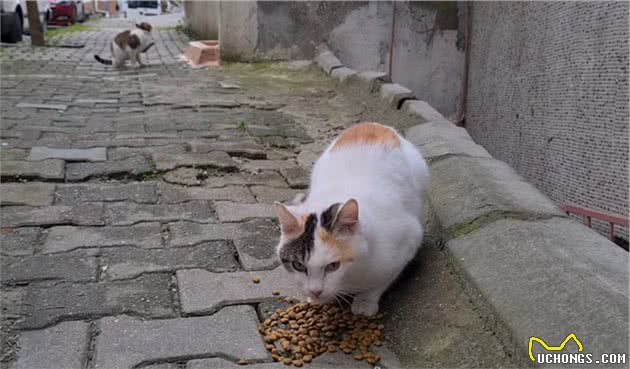 漂亮三花猫，初见面就被人收养，尾巴有特点，却“苦了”狸花猫