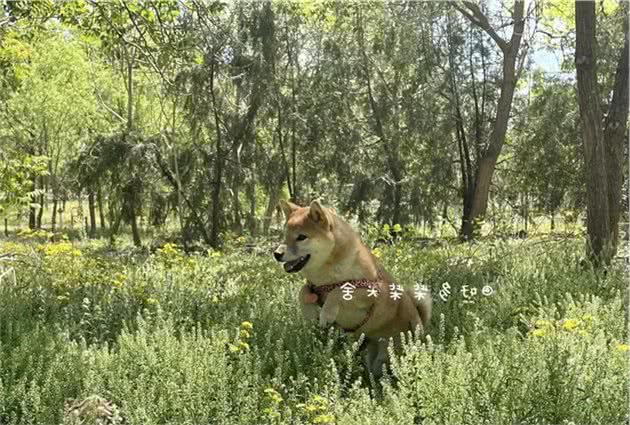 如何正确为柴犬（狗狗）驱虫？