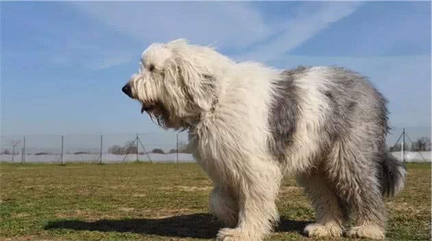 世界犬种-英国古代牧羊犬