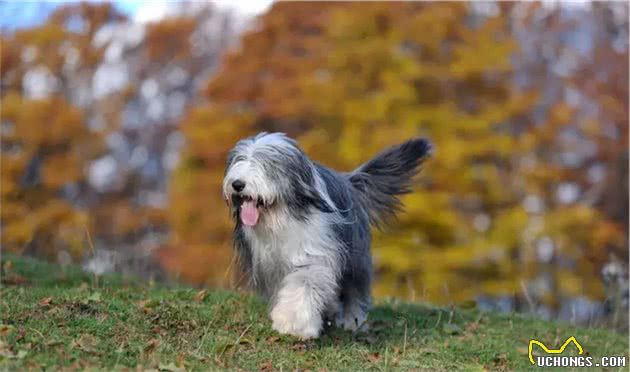 世界犬种-英国古代牧羊犬