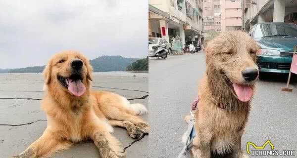 下暴雨狗子却坚持外出上厕所，事后才知道：这是个阴谋