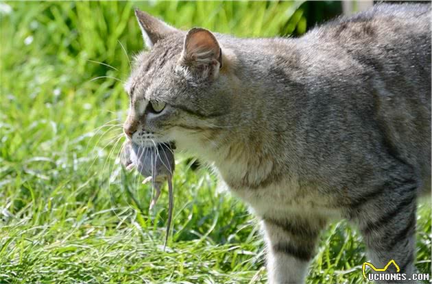 这几种猫，才是真正的“招财猫”，好好珍惜