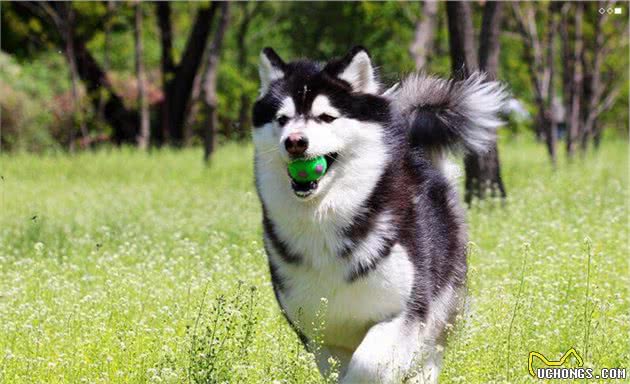 阿拉斯加犬有这几个表现，说明身上已经有很多“寄生虫”了