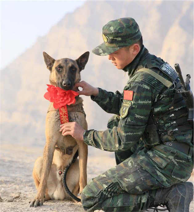 为何中华田园犬当不了警犬？知道原因后我笑了，这个理由太服气