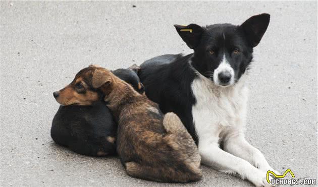 为何中华田园犬当不了警犬？知道原因后我笑了，这个理由太服气