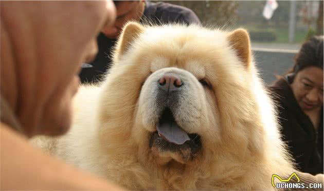 中国的原产犬种—松狮犬