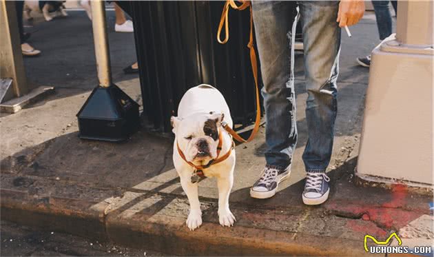 寄生虫在犬身上肆虐，你不能不知道这些