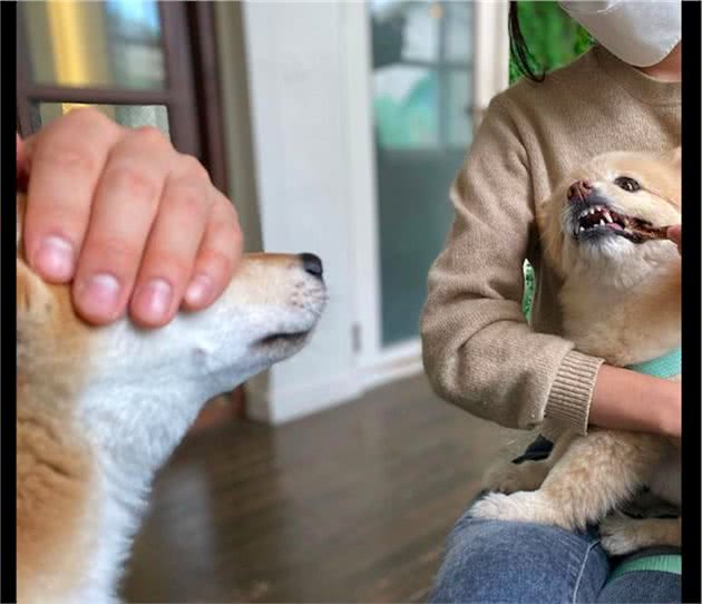 看到别的狗狗在吃零食，网友捂住了自家柴犬的眼睛：眼不见为净