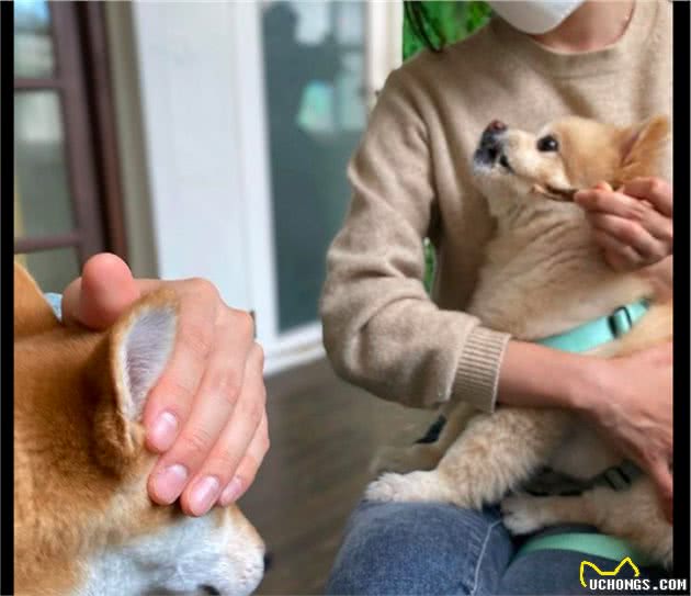 看到别的狗狗在吃零食，网友捂住了自家柴犬的眼睛：眼不见为净