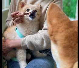 看到别的狗狗在吃零食，网友捂住了自家柴犬的眼睛：眼不见为净