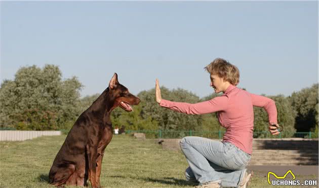 这5种本土犬种，全都知道的，可以说是非常厉害了