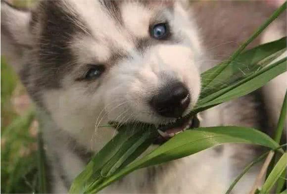 狗狗为什么总喜欢吃草？原因无非就这几个，异食癖只是其中一个