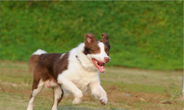 同为牧羊犬，为何边境牧羊犬经历了这样的事情？