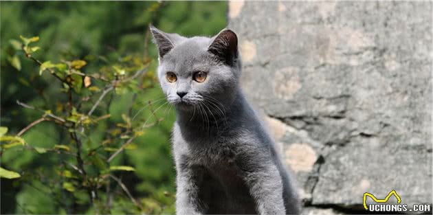 垃圾堆捡到一只蓝猫，细心照顾了一个月，病刚好，前主人来要猫了