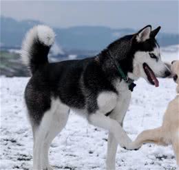 五种受欢迎但不易训练的狗狗，哈士奇、秋田犬等犬种饲养需谨慎