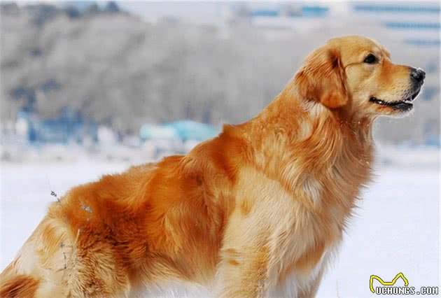 这7种狗，颜值最高，你家狗狗可能也在