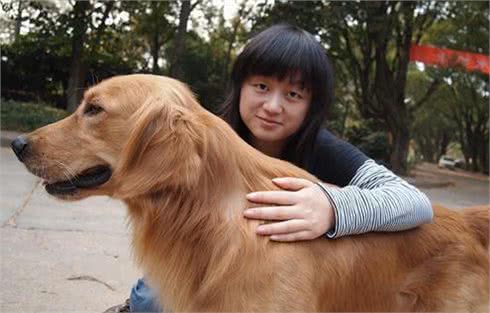 金毛犬真的好养吗？不要被那些“谎言”骗了，盘点它的6大缺点