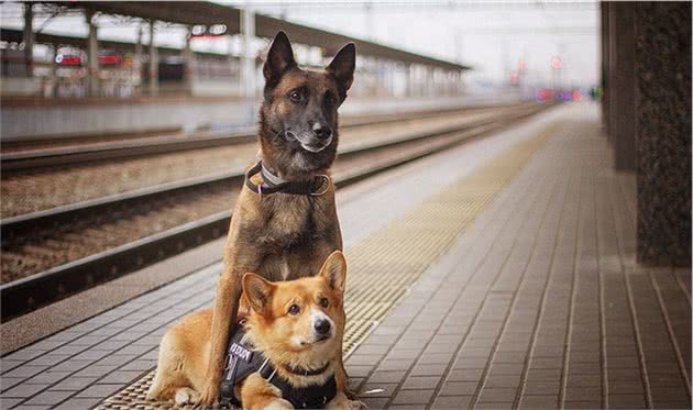 俄罗斯最牛的柯基警犬！别嘲笑小短腿，你不知道它有多厉害