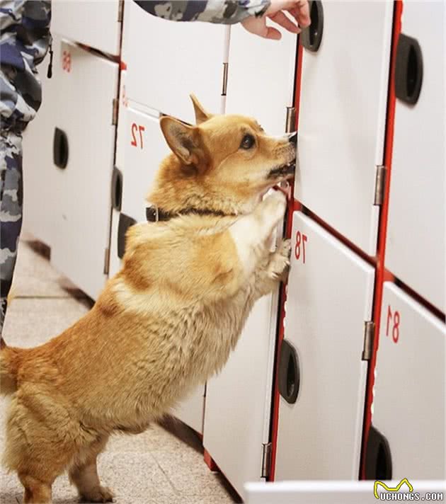 俄罗斯最牛的柯基警犬！别嘲笑小短腿，你不知道它有多厉害