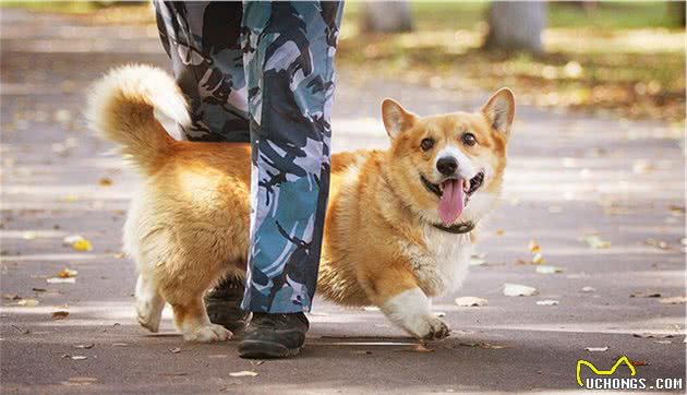 俄罗斯最牛的柯基警犬！别嘲笑小短腿，你不知道它有多厉害