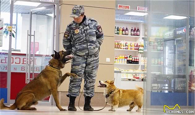 俄罗斯最牛的柯基警犬！别嘲笑小短腿，你不知道它有多厉害