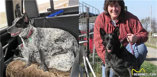 澳洲牧牛犬毛色不只有蓝色红色—史上最全澳洲牧牛犬颜色