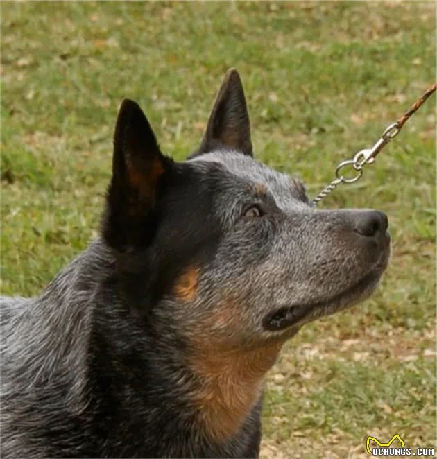 澳洲牧牛犬毛色不只有蓝色红色—史上最全澳洲牧牛犬颜色