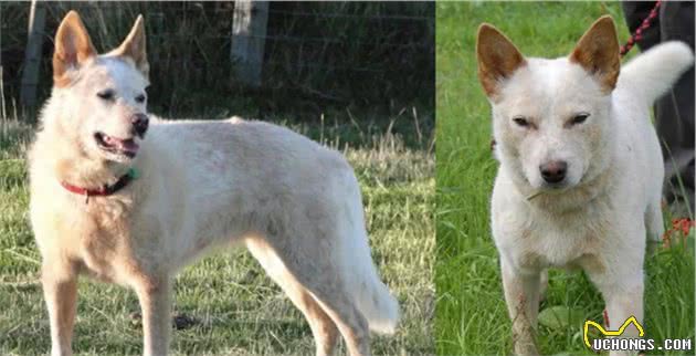 澳洲牧牛犬毛色不只有蓝色红色—史上最全澳洲牧牛犬颜色