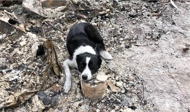 在各类救援场合下大放异彩的搜寻犬，凭的是哪项过人的本事？