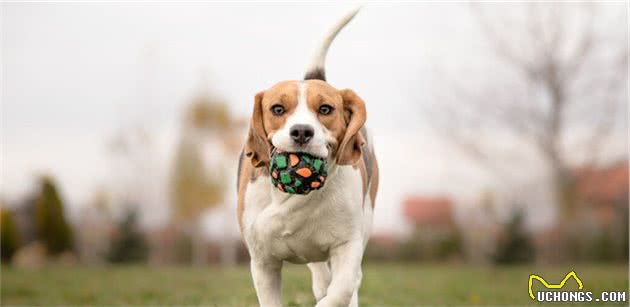 10种牧羊犬品种：哪一种适合你？