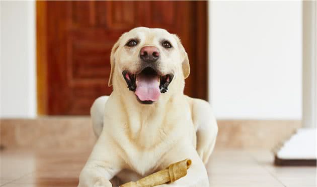 犬副流感（狗狗九大疾病之一）