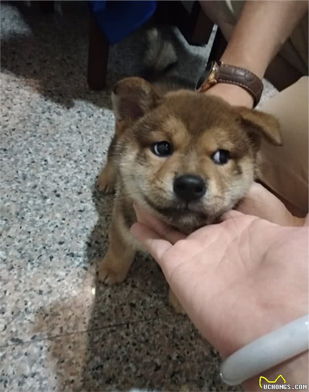 柴犬空中落地踩空，躺在主人怀里哀嚎，到医院后狗狗却秒变精神