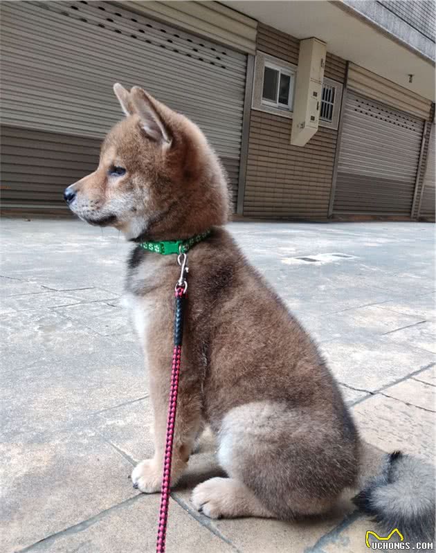 柴犬空中落地踩空，躺在主人怀里哀嚎，到医院后狗狗却秒变精神