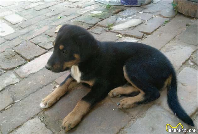 传统相狗术:狗狗身上有这5个特征,说明很旺家