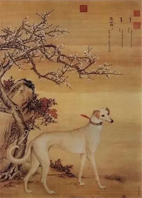 保护本土犬任重而道远！陕西细犬，全世界仅剩不到十只