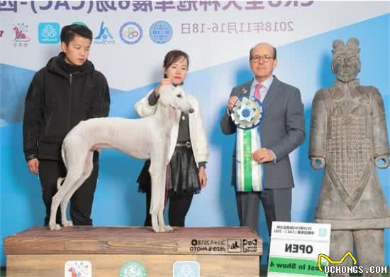 保护本土犬任重而道远！陕西细犬，全世界仅剩不到十只