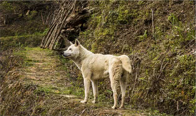 “最护主”的5种小型犬，一生只认一个主人，是你家的狗吗？